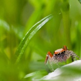 Arachnides / Arachnids