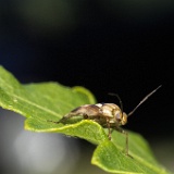 Insectes / Insects