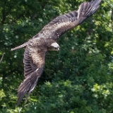 Oiseaux