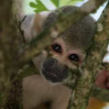 Primates