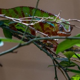 Reptiles